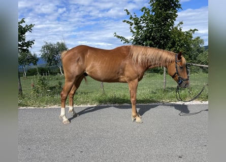 American Paint Horse, Caballo castrado, 4 años, 153 cm, Alazán rojizo