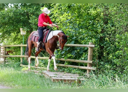 American Paint Horse, Caballo castrado, 4 años, 153 cm, Pío