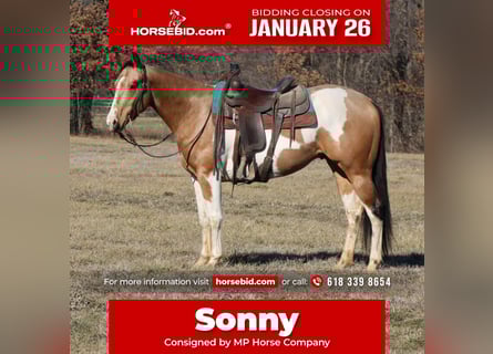 American Paint Horse, Caballo castrado, 4 años, 157 cm, Pío