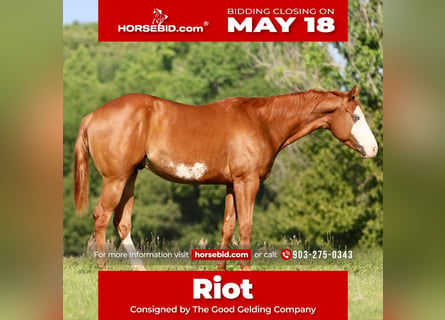 American Paint Horse, Caballo castrado, 4 años, Alazán rojizo