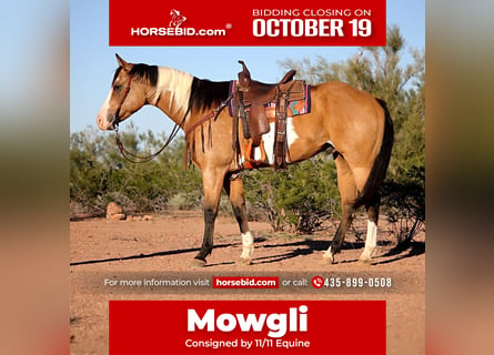 American Paint Horse, Caballo castrado, 4 años, Tobiano-todas las-capas