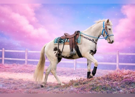 American Paint Horse Mestizo, Caballo castrado, 5 años, 156 cm, Pío
