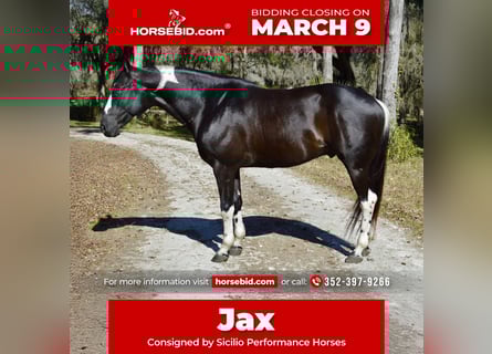 American Paint Horse, Caballo castrado, 5 años, 157 cm, Negro