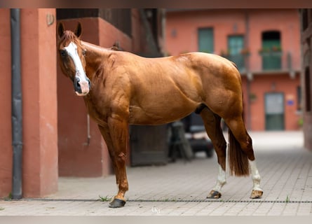 American Paint Horse, Caballo castrado, 5 años, Alazán