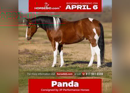 American Paint Horse, Caballo castrado, 6 años, 152 cm, Pío