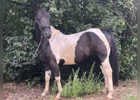 American Paint Horse, Caballo castrado, 6 años, 153 cm, Pío