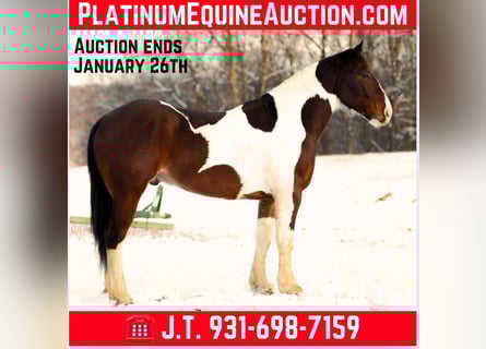 American Paint Horse, Caballo castrado, 6 años, 157 cm, Tobiano-todas las-capas