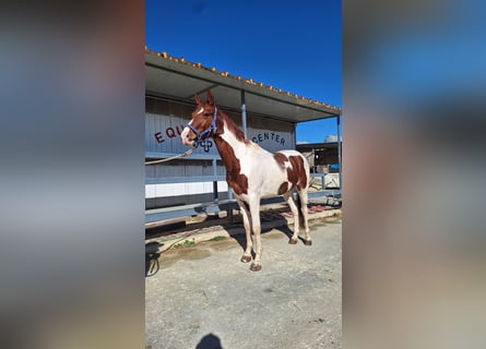 American Paint Horse, Caballo castrado, 6 años, 158 cm, Tovero-todas las-capas