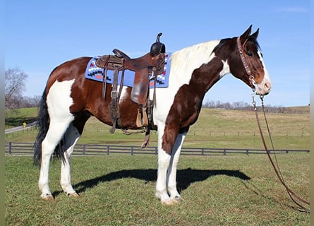 American Paint Horse, Caballo castrado, 6 años, Castaño rojizo