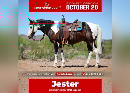 American Paint Horse, Caballo castrado, 7 años, 147 cm, Pío