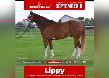 American Paint Horse, Caballo castrado, 7 años, 157 cm, Alazán rojizo