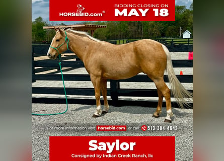American Paint Horse, Caballo castrado, 7 años, Palomino