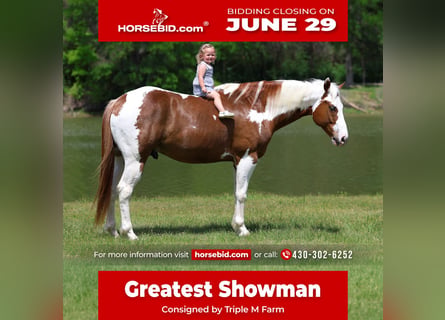 American Paint Horse, Caballo castrado, 7 años, Pío