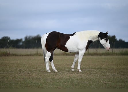 American Paint Horse, Caballo castrado, 7 años, Tobiano-todas las-capas