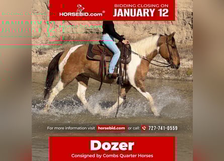 American Paint Horse, Caballo castrado, 8 años, 147 cm, Pío