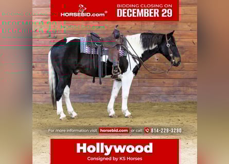 American Paint Horse, Caballo castrado, 8 años, 150 cm, Pío