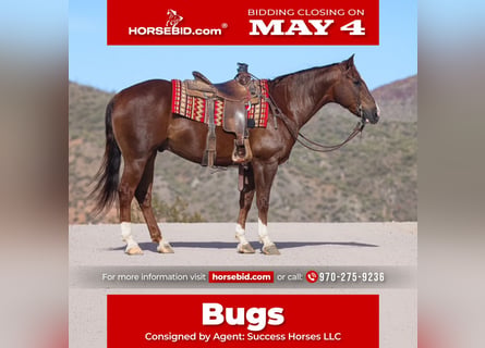 American Paint Horse, Caballo castrado, 8 años, 152 cm, Alazán-tostado
