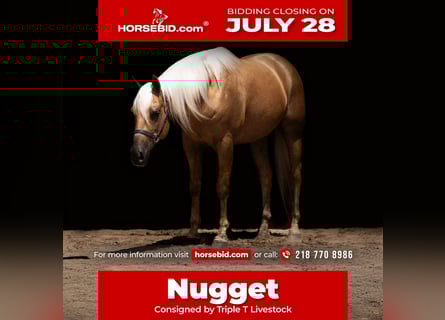 American Paint Horse, Caballo castrado, 8 años, 152 cm, Palomino