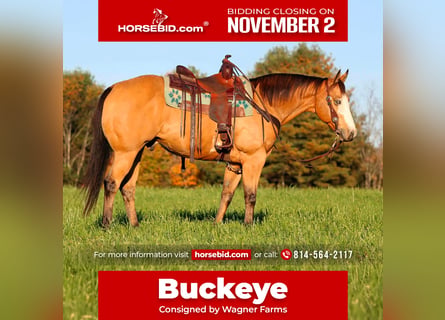 American Paint Horse, Caballo castrado, 8 años, Buckskin/Bayo