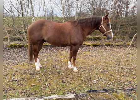 American Paint Horse, Caballo castrado, 9 años, 154 cm, Alazán