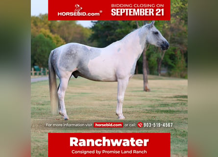 American Paint Horse, Caballo castrado, 9 años, Pío
