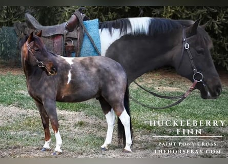 American Paint Horse Mix, Castrone, 10 Anni, 142 cm, Baio