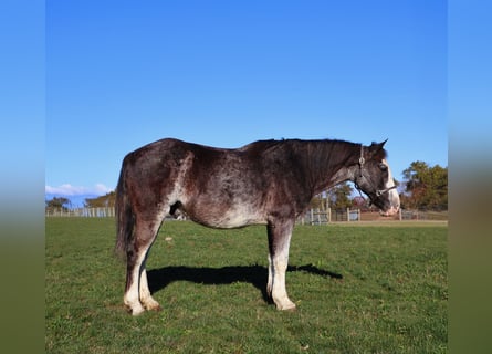 American Paint Horse, Castrone, 10 Anni, 145 cm, Roano blu