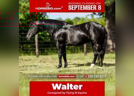 American Paint Horse, Castrone, 10 Anni, 152 cm, Morello