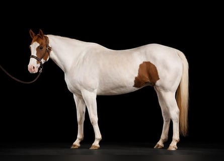 American Paint Horse, Castrone, 10 Anni, 157 cm, Tobiano-tutti i colori