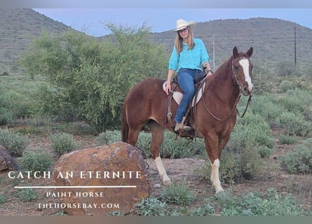 American Paint Horse, Castrone, 11 Anni, 152 cm, Sauro ciliegia