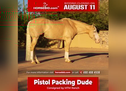 American Paint Horse, Castrone, 11 Anni, 155 cm, Palomino