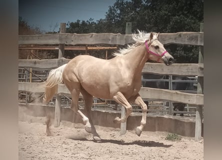American Paint Horse, Castrone, 11 Anni, 165 cm, Palomino