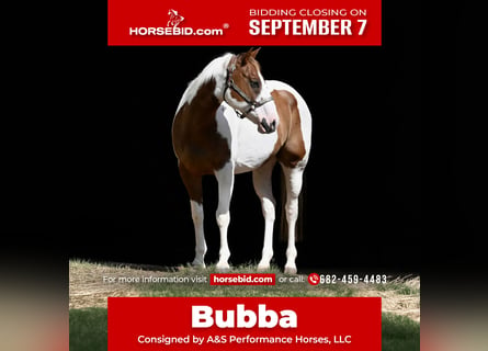 American Paint Horse, Castrone, 11 Anni, Pezzato
