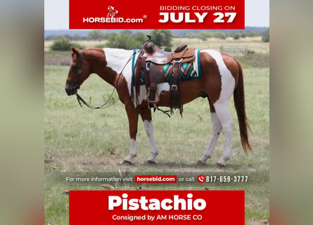 American Paint Horse, Castrone, 11 Anni, Pezzato