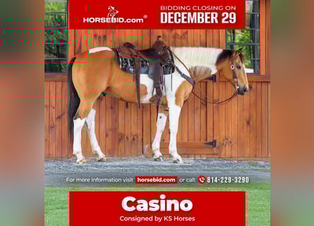 American Paint Horse, Castrone, 12 Anni, 155 cm, Pezzato