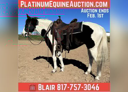 American Paint Horse, Castrone, 13 Anni, 145 cm, Tobiano-tutti i colori