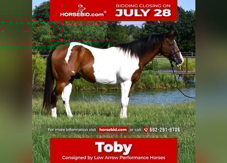 American Paint Horse, Castrone, 13 Anni, 155 cm, Pezzato