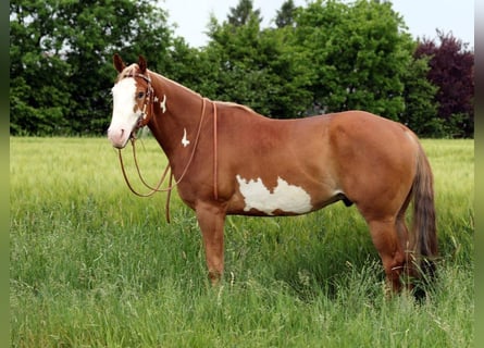 American Paint Horse, Castrone, 13 Anni, 156 cm, Pezzato