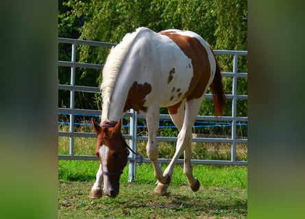 American Paint Horse, Castrone, 1 Anno, 158 cm, Tobiano-tutti i colori