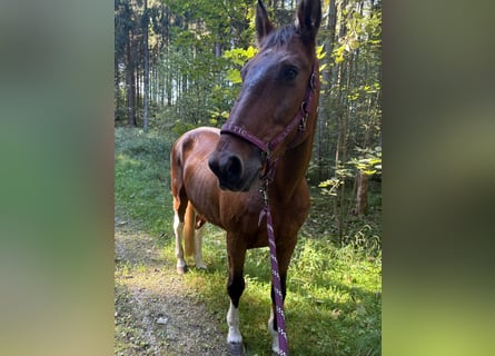 American Paint Horse Mix, Castrone, 20 Anni, 164 cm, Pezzato