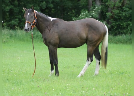American Paint Horse, Castrone, 2 Anni, 155 cm, Pelle di daino