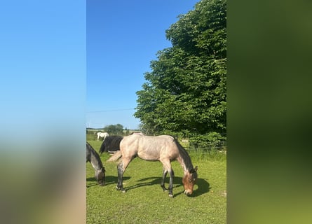 American Paint Horse, Castrone, 2 Anni, Baio roano