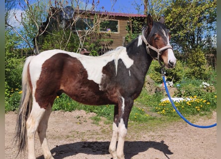 American Paint Horse, Castrone, 2 Anni, Overo-tutti i colori