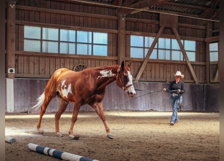 American Paint Horse, Castrone, 3 Anni, 154 cm, Overo-tutti i colori