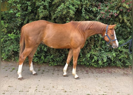 American Paint Horse, Castrone, 3 Anni, 154 cm, Sauro