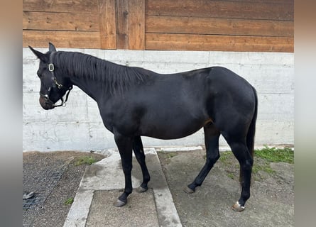 American Paint Horse, Castrone, 4 Anni, 145 cm, Baio