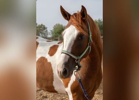 American Paint Horse, Castrone, 4 Anni, 150 cm, Tobiano-tutti i colori