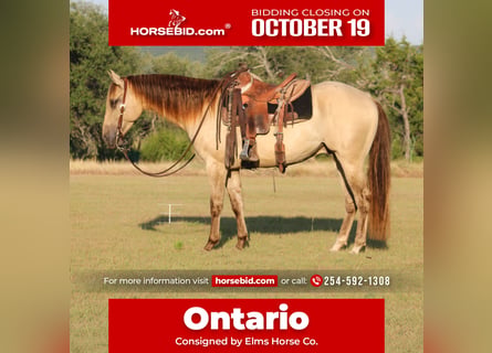American Paint Horse, Castrone, 4 Anni, Champagne