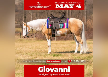 American Paint Horse, Castrone, 4 Anni, Palomino