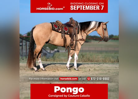 American Paint Horse, Castrone, 4 Anni, Pelle di daino